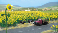 Busch 6003 - 60 Tournesols - Fleurs miniatures 1:87 - HO