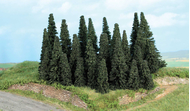 Végétation miniature - Forêt de 24 sapins 5 à 11 cm - Heki 2261