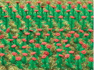 Végétation miniature : 120 Asters rouges - 1:87, HO - Vollmer 05116